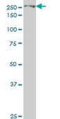Monoclonal Anti-EIF4G1 antibody produced in mouse clone 2A9, purified immunoglobulin, buffered aqueous solution