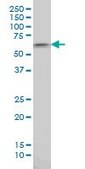 Monoclonal Anti-AKT1 antibody produced in mouse clone 4B9, purified immunoglobulin, buffered aqueous solution