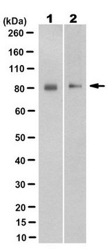 Anti-Synaptotagmin-like Protein 4 (SYTL4) Antibody, clone 7D2.2 clone 7D2.2, from mouse