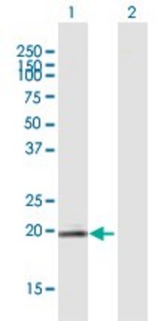 Anti-LOC129530 antibody produced in mouse purified immunoglobulin, buffered aqueous solution