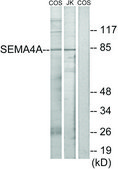 Anti-SEMA4A antibody produced in rabbit affinity isolated antibody