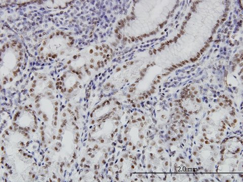 ANTI-BRD3 antibody produced in mouse clone 6C10, purified immunoglobulin, buffered aqueous solution