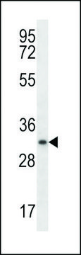 ANTI-MYOGENIN(N-TERMINAL) antibody produced in rabbit affinity isolated antibody, buffered aqueous solution