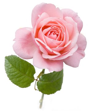 Rose oil, Bulgarian natural, FG, product of Essential Oils and Herbs Ltd