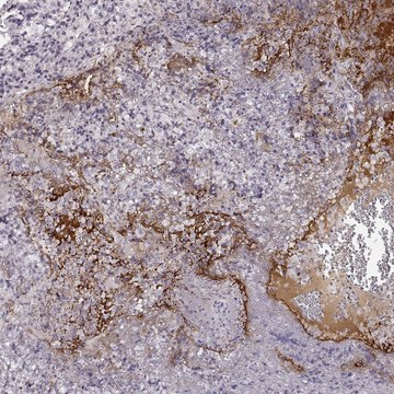 Anti-NPW antibody produced in rabbit Prestige Antibodies&#174; Powered by Atlas Antibodies, affinity isolated antibody