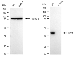 KD-Validated Anti Mevalonate Kinase Antibody, clone 24GB115, Rabbit Monoclonal clone 24GB115, recombinant rabbit monoclonal, expressed in HEK293 cells