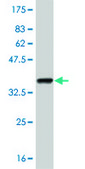 Monoclonal Anti-SREBF1 antibody produced in mouse clone 4C11, purified immunoglobulin, buffered aqueous solution