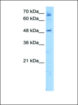 Anti-LENG4 antibody produced in rabbit IgG fraction of antiserum