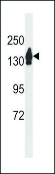 ANTI-RECQL4 (C-TERM) antibody produced in rabbit affinity isolated antibody, buffered aqueous solution