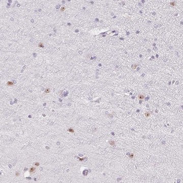 Anti-ZIC4 antibody produced in rabbit Prestige Antibodies&#174; Powered by Atlas Antibodies, affinity isolated antibody, buffered aqueous glycerol solution