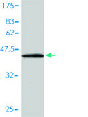 Monoclonal Anti-NIFUN antibody produced in mouse clone 3B8-1C4, purified immunoglobulin, buffered aqueous solution