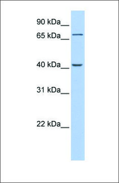 Anti-GALNT4 (ab2) antibody produced in rabbit affinity isolated antibody