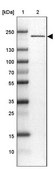 Anti-PSME4 antibody produced in rabbit Prestige Antibodies® Powered by Atlas Antibodies, affinity isolated antibody, buffered aqueous glycerol solution