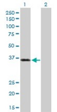 Anti-PKD1L2 antibody produced in rabbit purified immunoglobulin, buffered aqueous solution