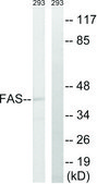 Anti-FAS antibody produced in rabbit affinity isolated antibody