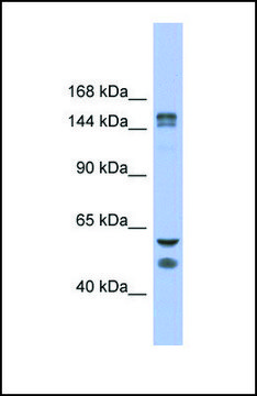 Anti-FBXL10 affinity isolated antibody