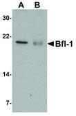 Anti-BFL-1 (ab1) antibody produced in rabbit affinity isolated antibody, buffered aqueous solution