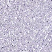 Anti-LUZP4 antibody produced in rabbit Prestige Antibodies® Powered by Atlas Antibodies, affinity isolated antibody, buffered aqueous glycerol solution