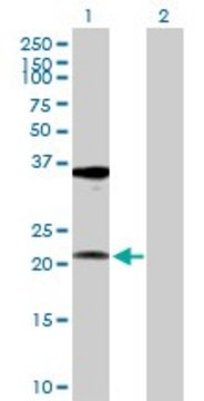 Anti-RPL10A antibody produced in rabbit purified immunoglobulin, buffered aqueous solution