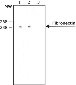 Monoclonal Anti-Fibronectin antibody produced in mouse clone IST-3, ascites fluid