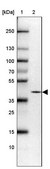 Anti-PRKCDBP antibody produced in rabbit Prestige Antibodies® Powered by Atlas Antibodies, affinity isolated antibody, buffered aqueous glycerol solution