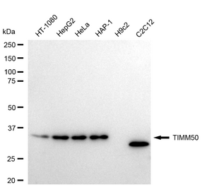 KD-Validated Anti TIMM50 Antibody, clone 24GB2670, Rabbit Monoclonal clone 24GB2670, recombinant rabbit monoclonal, expressed in HEK293 cells