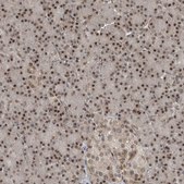 Anti-LAGE3 antibody produced in rabbit Prestige Antibodies® Powered by Atlas Antibodies, affinity isolated antibody, buffered aqueous glycerol solution