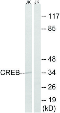 Anti-CREB antibody produced in rabbit affinity isolated antibody