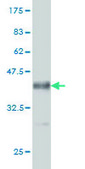 Monoclonal Anti-AKAP13 antibody produced in mouse clone 5B7, purified immunoglobulin, buffered aqueous solution