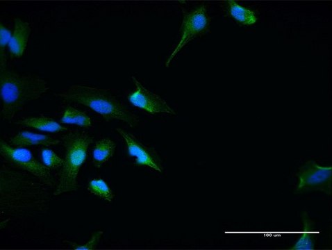 Anti-SEC13 antibody produced in mouse purified immunoglobulin, buffered aqueous solution