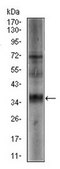 Anti-SRY, clone 1G4 Antibody clone 1G4, from mouse