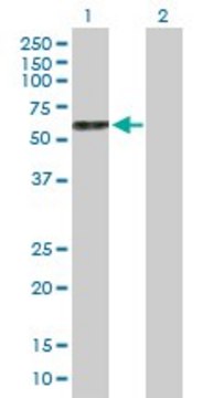 Anti-GDF9 antibody produced in mouse purified immunoglobulin, buffered aqueous solution