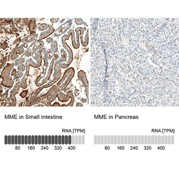 Monoclonal Anti-MME antibody produced in mouse Prestige Antibodies&#174; Powered by Atlas Antibodies, clone CL12448, purified immunoglobulin, buffered aqueous glycerol solution