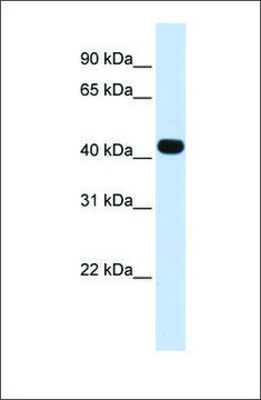 Anti-HS3ST3B1 antibody produced in rabbit affinity isolated antibody