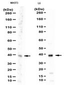 Anti-CRKL Antibody from rabbit, purified by affinity chromatography