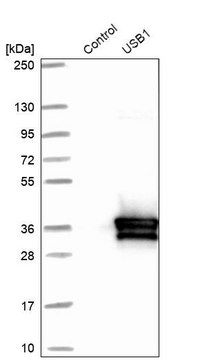 Anti-USB1 antibody produced in rabbit Prestige Antibodies&#174; Powered by Atlas Antibodies, affinity isolated antibody, buffered aqueous glycerol solution