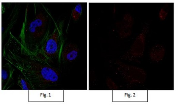 Anti-Sox9 Antibody, Alexa Fluor&#8482; 555 conjugate from rabbit, ALEXA FLUOR&#8482; 555