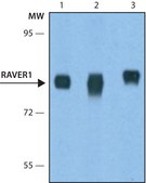 Anti-RAVER1 antibody, Mouse monoclonal clone RAV1, purified from hybridoma cell culture
