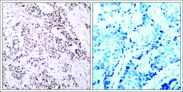 抗-ESR1 (Ab-106) 兔抗 affinity isolated antibody