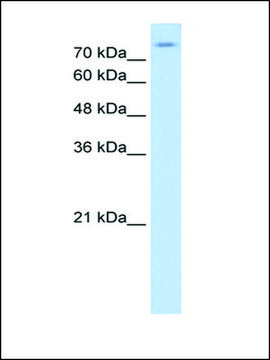 Anti-SLC20A2 antibody produced in rabbit affinity isolated antibody