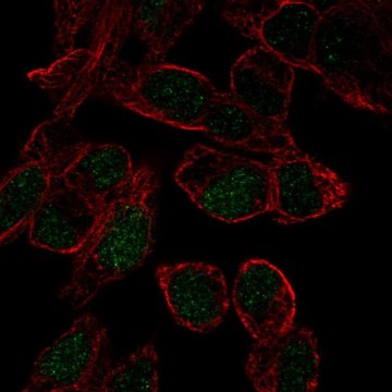 Anti-SOX18 antibody produced in rabbit Prestige Antibodies&#174; Powered by Atlas Antibodies, affinity isolated antibody