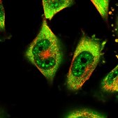 Anti-IFT57 antibody produced in rabbit Prestige Antibodies® Powered by Atlas Antibodies, affinity isolated antibody, buffered aqueous glycerol solution