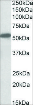 Anti-CNR1 (N-terminal) antibody produced in goat affinity isolated antibody, buffered aqueous solution