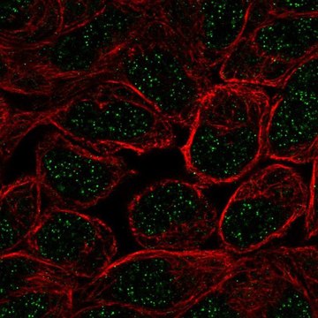 Anti-ZNF432 antibody produced in rabbit Prestige Antibodies&#174; Powered by Atlas Antibodies, affinity isolated antibody