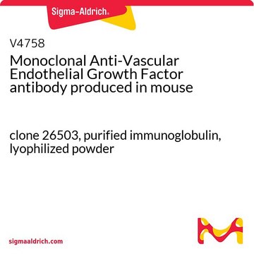 血管内皮生长因子单克隆抗体 小鼠抗 clone 26503, purified immunoglobulin, lyophilized powder