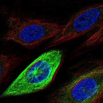 Anti-HMMR antibody produced in rabbit Prestige Antibodies&#174; Powered by Atlas Antibodies, affinity isolated antibody