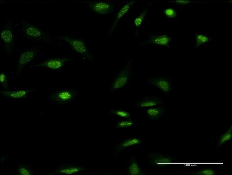 Monoclonal Anti-OLIG2 antibody produced in mouse clone 3D7, purified immunoglobulin, buffered aqueous solution