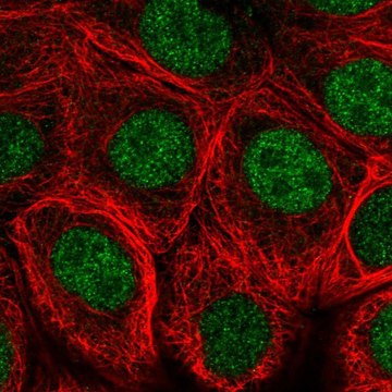 Anti-MNX1 antibody produced in rabbit Prestige Antibodies&#174; Powered by Atlas Antibodies, affinity isolated antibody