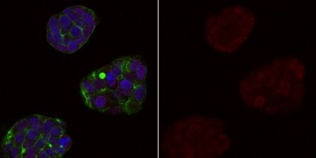 Anti-MDM2 Antibody, clone IF2, Alexa Fluor&#8482; 555 Conjugate clone IF2, from mouse, ALEXA FLUOR&#8482; 555