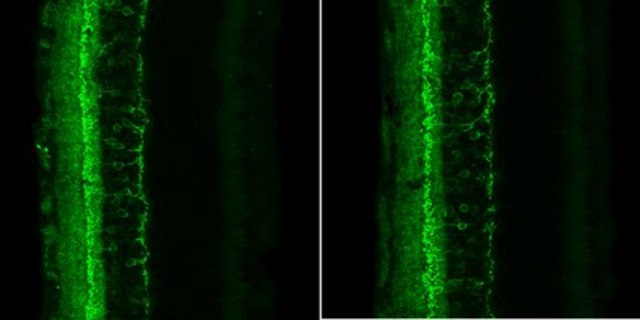 抗-HCN4抗体，克隆PG2-1A4 clone PG2-1A4, from rat